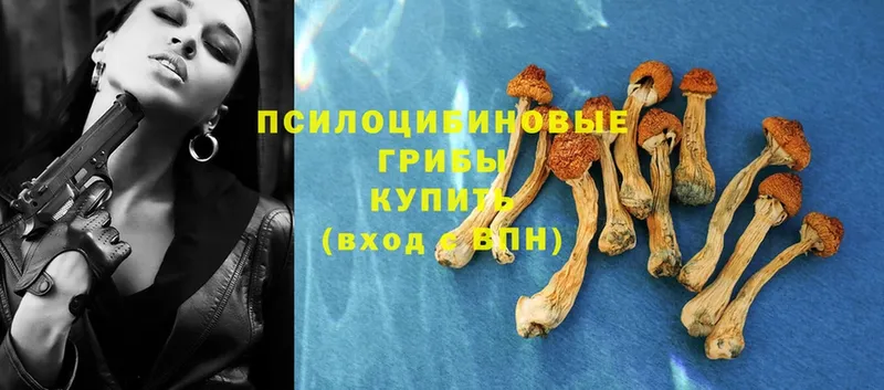 Псилоцибиновые грибы Psilocybe  Канск 